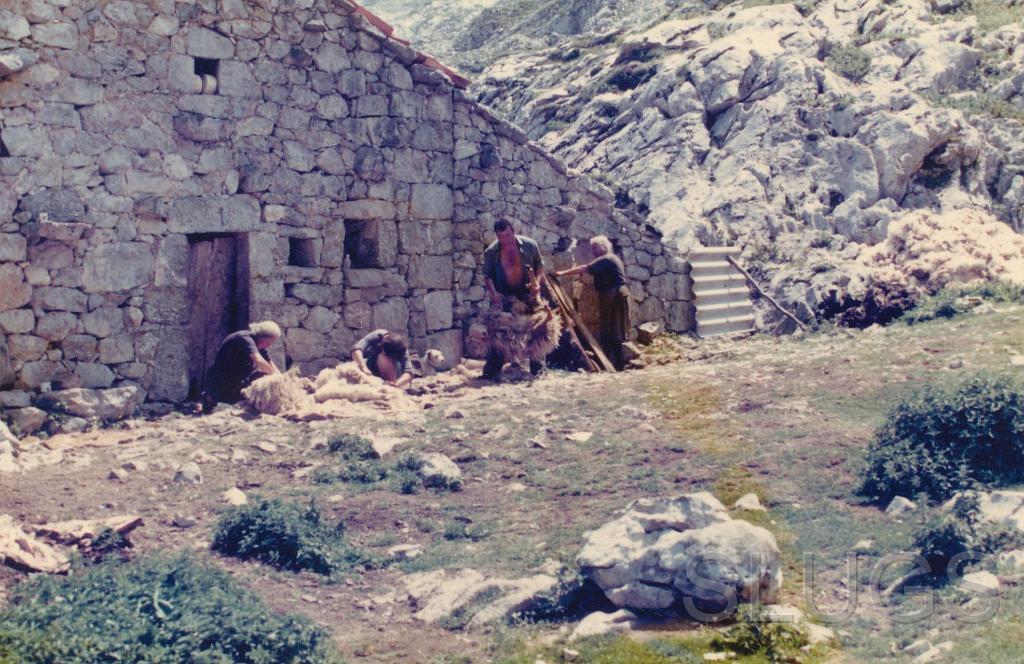 Sheep Shearing Tresviso 1977.JPG